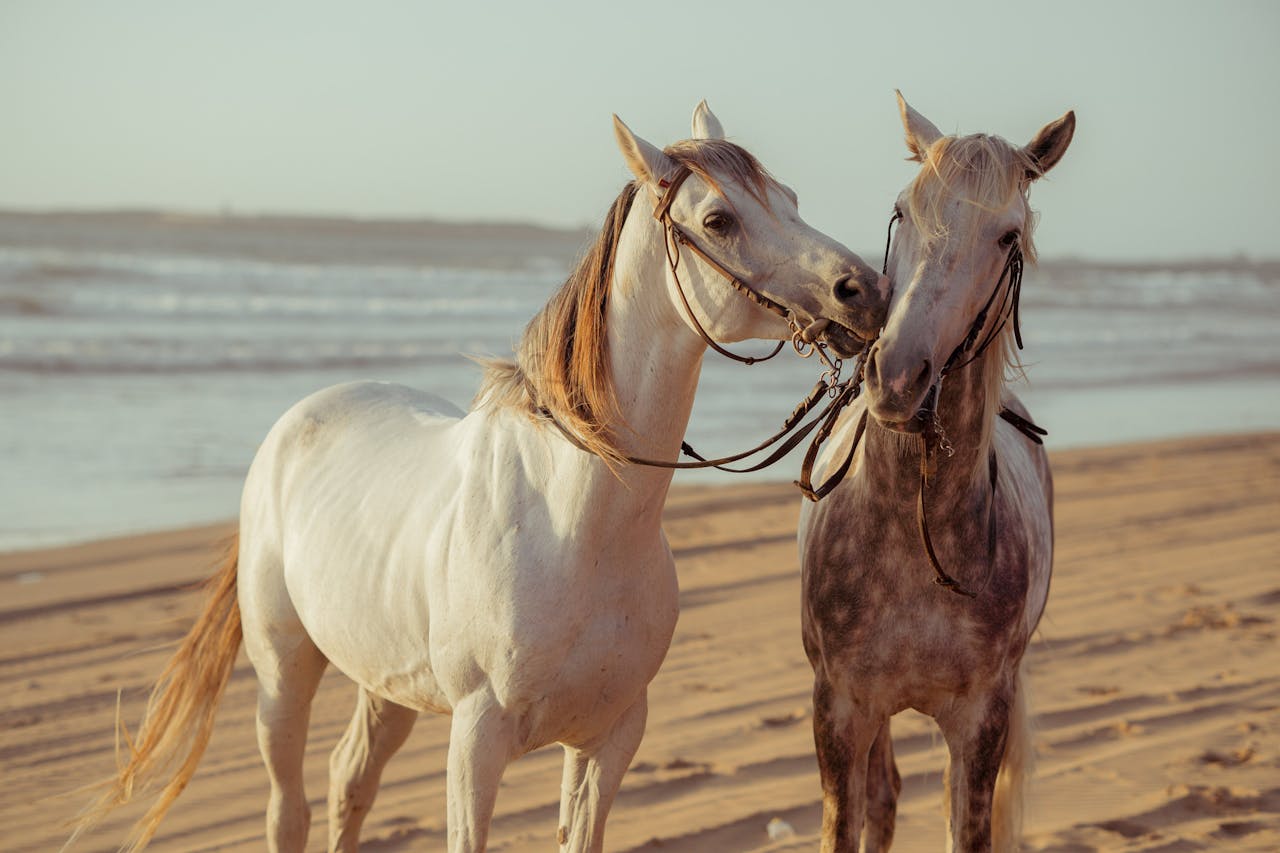Two Horses on Beach
